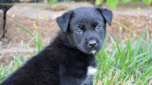 Ohio dog makes big time, heads to 2017 Puppy Bowl