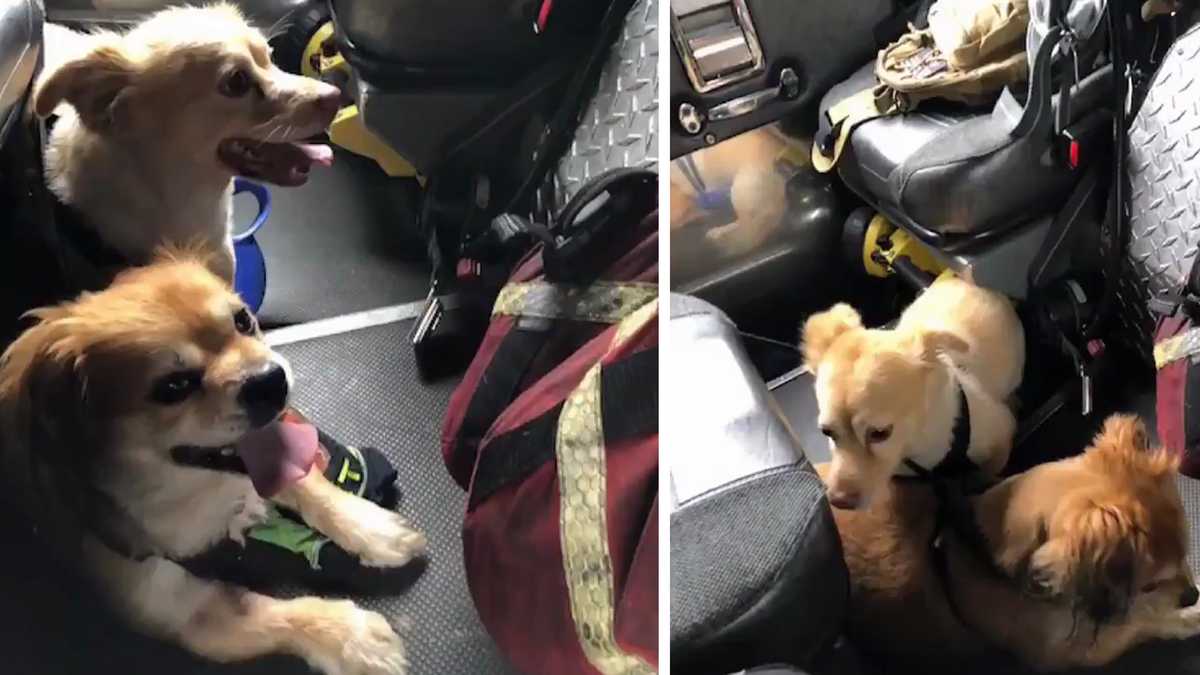 Injured puppy picture