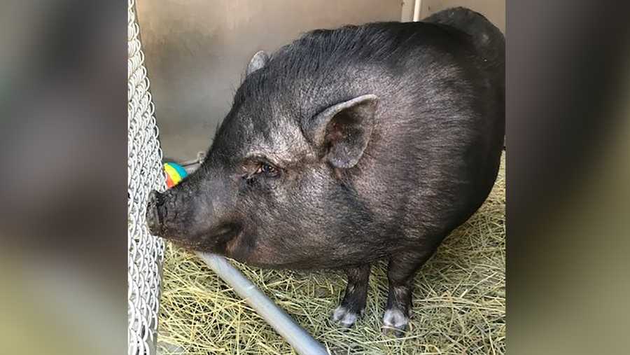 This pot-bellied pig was found in north Sacramento. The Front Street Animal Shelter said on Monday, July 3, 2017, that they hope to reunite the pig with her family.