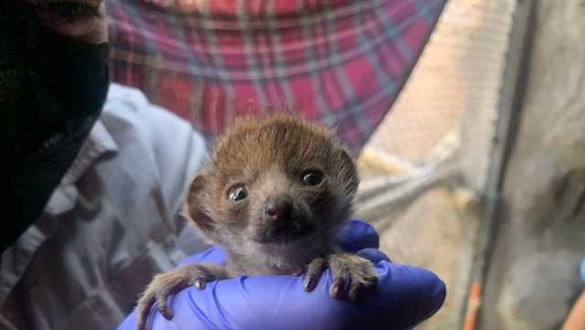 Sacramento Zoo welcomes baby mongoose lemur and flamingo chick; Shani the giraffe is pregnant - Vimarsana News