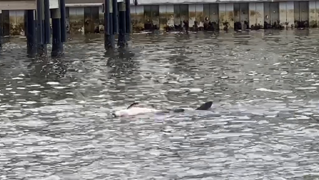Dolphin push dead calf through Florida waters - Vimarsana News