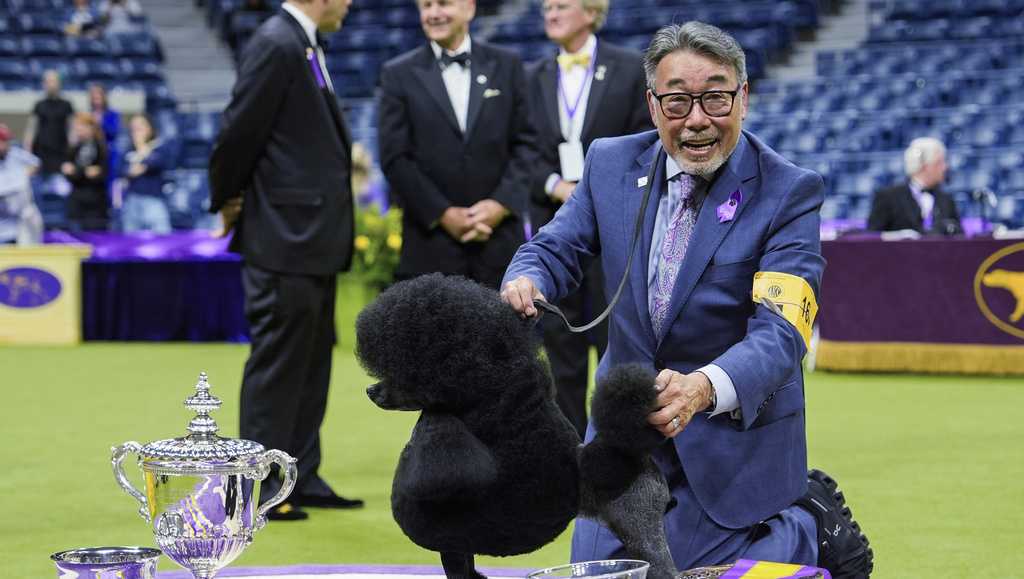 A miniature poodle won top prize at the Westminster Kennel Club - Vimarsana News