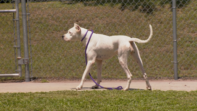 Osceola man says multiple animals have been dumped by his home - Vimarsana News