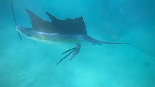 Florida freediver takes video of sailfish in ocean