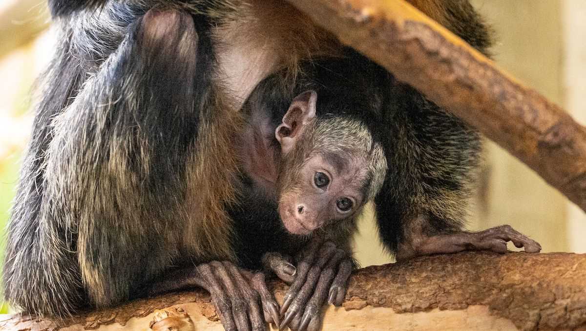 Ohio zoo adorable baby whitefaced saki monkey