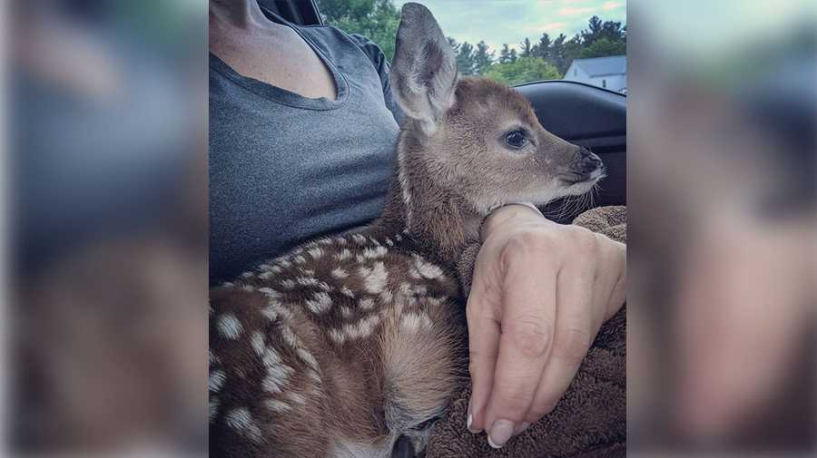 Orphaned fawn