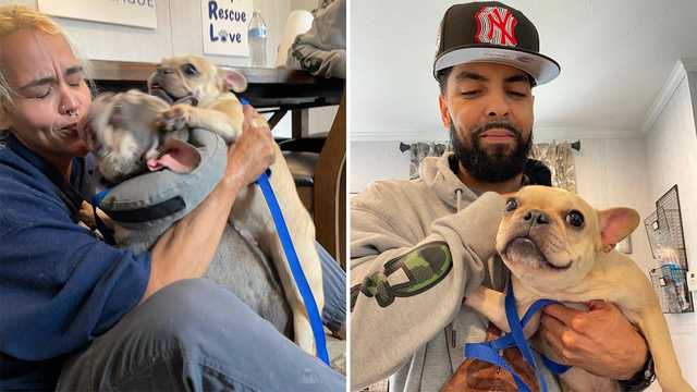 Salem, New Hampshire dogs found after being lost for months - Vimarsana News