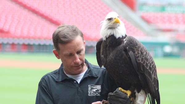 Sam' the Cincinnati Zoo Bald Eagle returns to action for flyover Saturday