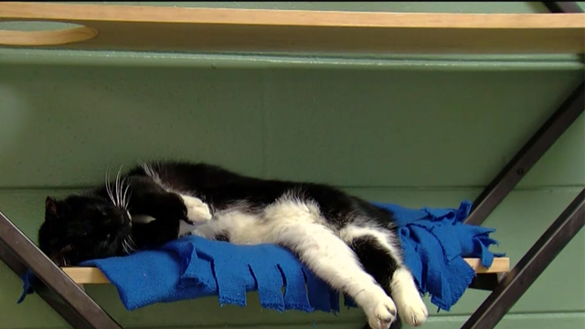Lee County animal shelters becoming overcrowded - Vimarsana News
