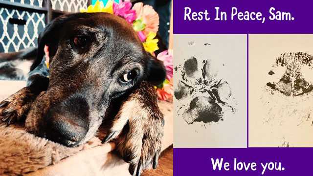 'She loved hard': Senior dog that refused to leave dead owner in ...