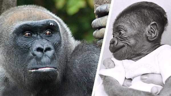 Beloved gorilla Samantha, Cincinnati Zoo’s oldest mammal, dead at 50