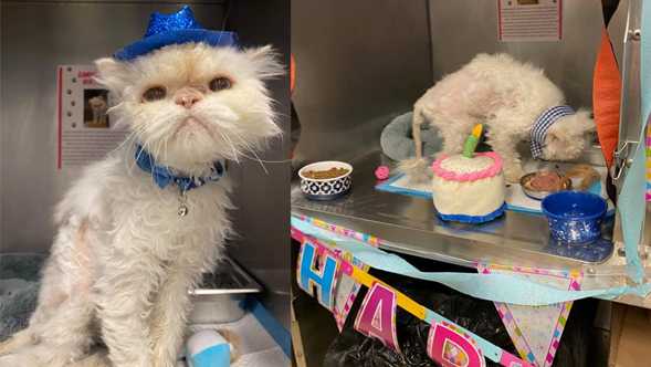 Senior cat at Cincinnati shelter that became internet famous dies shortly after 19th birthday