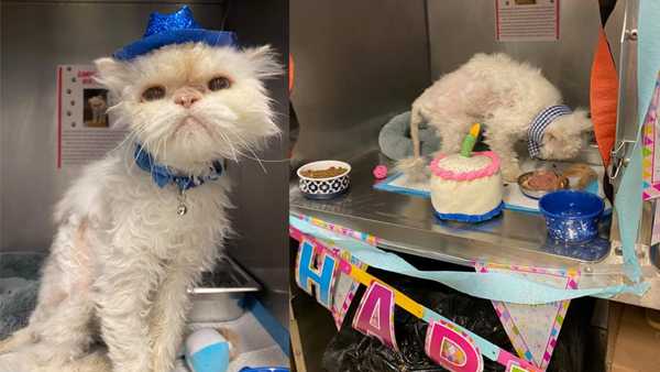 Cincinnati animal shelter throws adorable birthday party for 19-year-old senior cat - Vimarsana News