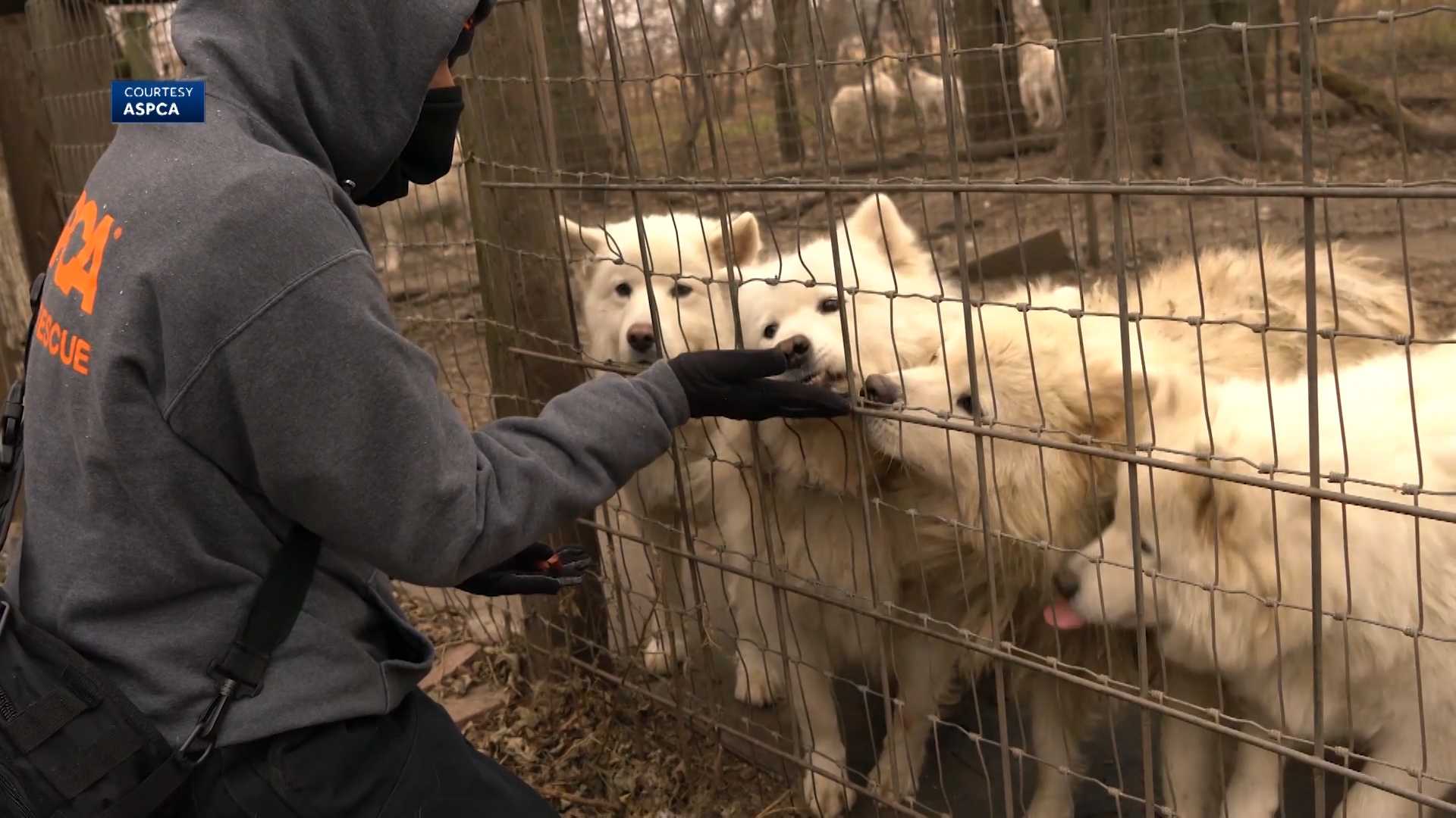 Samoyed puppy 2024 mill rescue