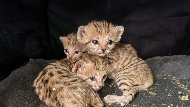 North Carolina Zoo: 3 sand cat kittens born at the zoo - Vimarsana News