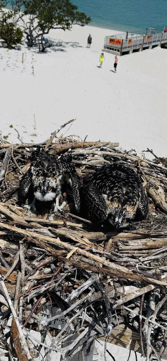 Sanibel firefighters rescue ospreys.