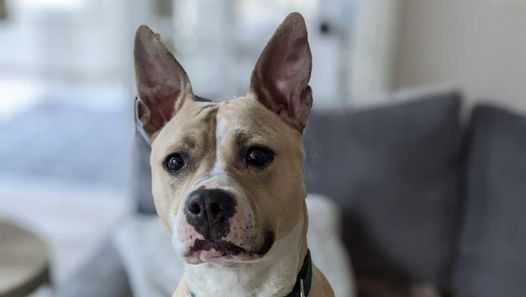 Dog named Joey Votto gets adopted after being fostered by Reds' Jonathon  India and girlfriend