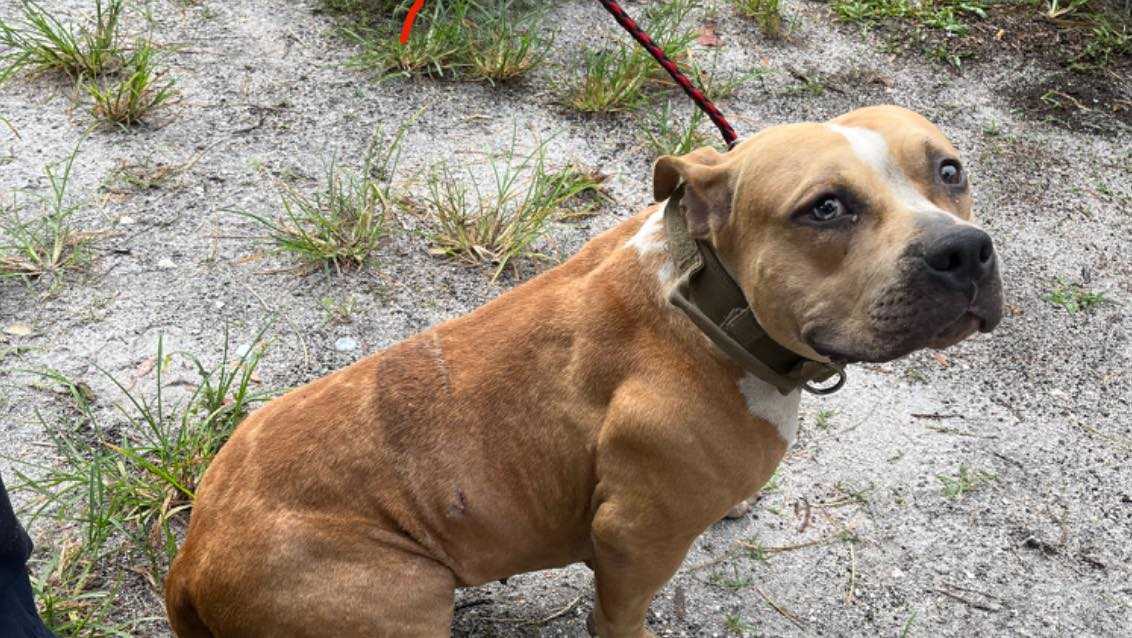 Florida man charged with poisoning, stabbing his dog