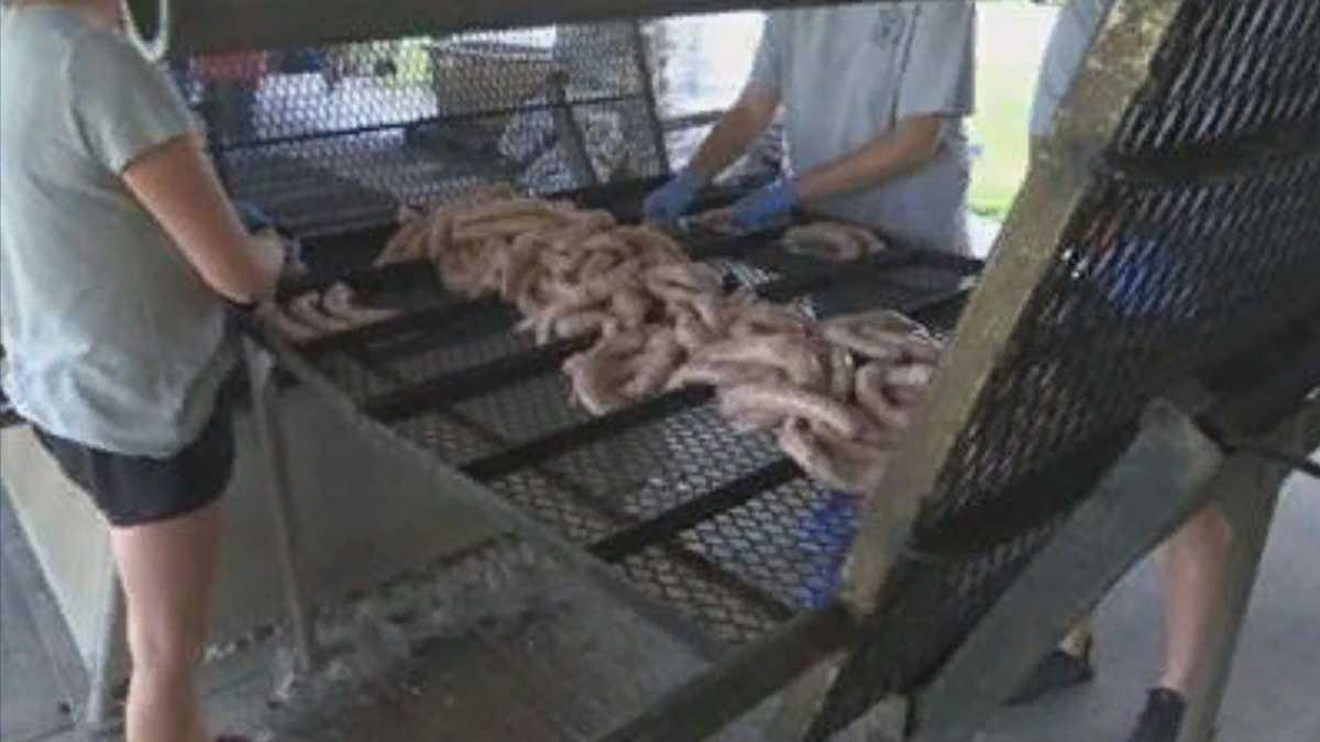 Alabama sausage festival sees crowd year after virus changes