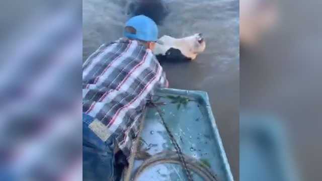 VIDEO: Oklahomans save cows trapped in flooded river