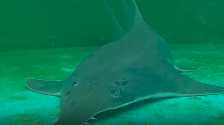 Animal rescue: Sawfish saved by wildlife officials in Florida