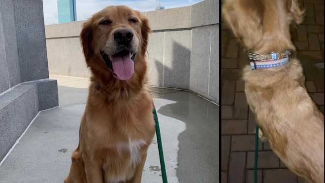 the&#x20;owner&#x20;of&#x20;sawyer,&#x20;a&#x20;golden&#x20;retriever,&#x20;tells&#x20;wcvb&#x20;they&#x20;were&#x20;shocked&#x20;by&#x20;his&#x20;condition&#x20;after&#x20;staying&#x20;at&#x20;falco&#x20;k9&#x20;for&#x20;two&#x20;weeks.