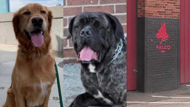 Dog owners speak out after animal cruelty charges filed against Mass. business owner - Vimarsana News