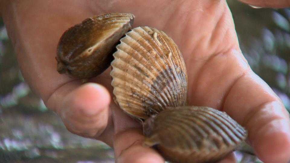 Scientists try to bring scallops back to Chesapeake Bay