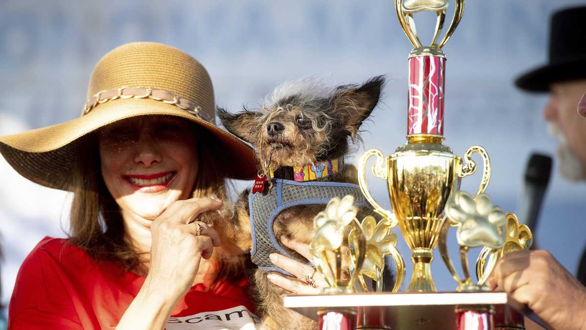 Scamp the Tramp wins World’s Ugliest Dog Contest