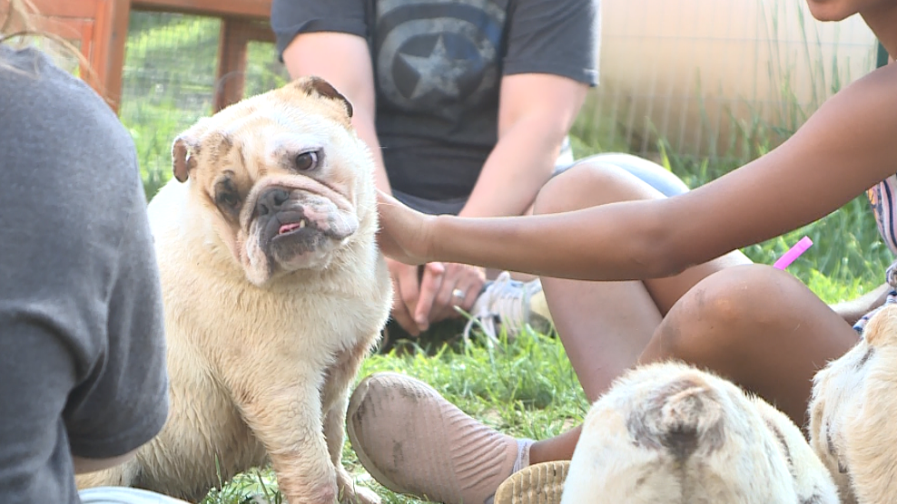 'All of a sudden we're inundated with puppies': Scatter Joy Acres steps in to help 50 dogs rescued from overseas - Vimarsana News
