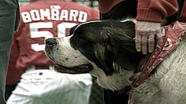 Cincinnati Reds Dog 