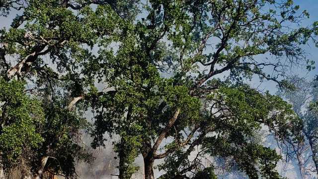 Scott Fire: More evacuation orders issued in Yuba County - Vimarsana News