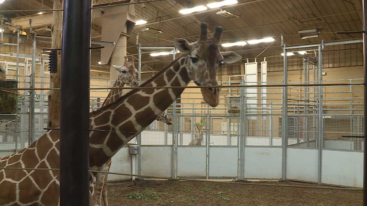 henry doorly zoo stuffed animals