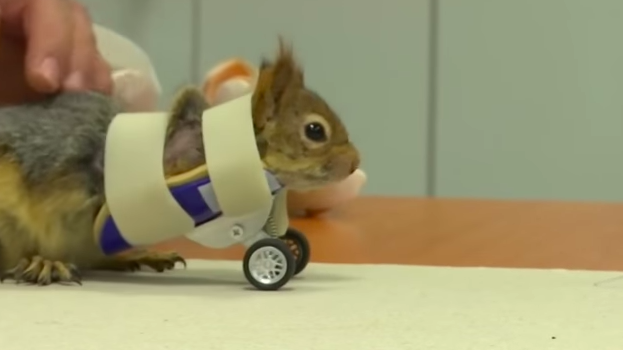 Squirrel gets prosthetic 