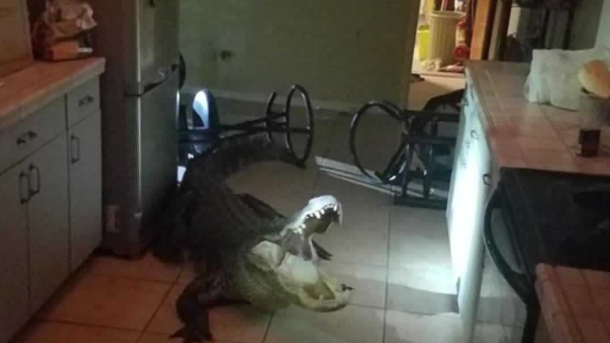 VIDEO Florida residents discover massive 11foot alligator in kitchen