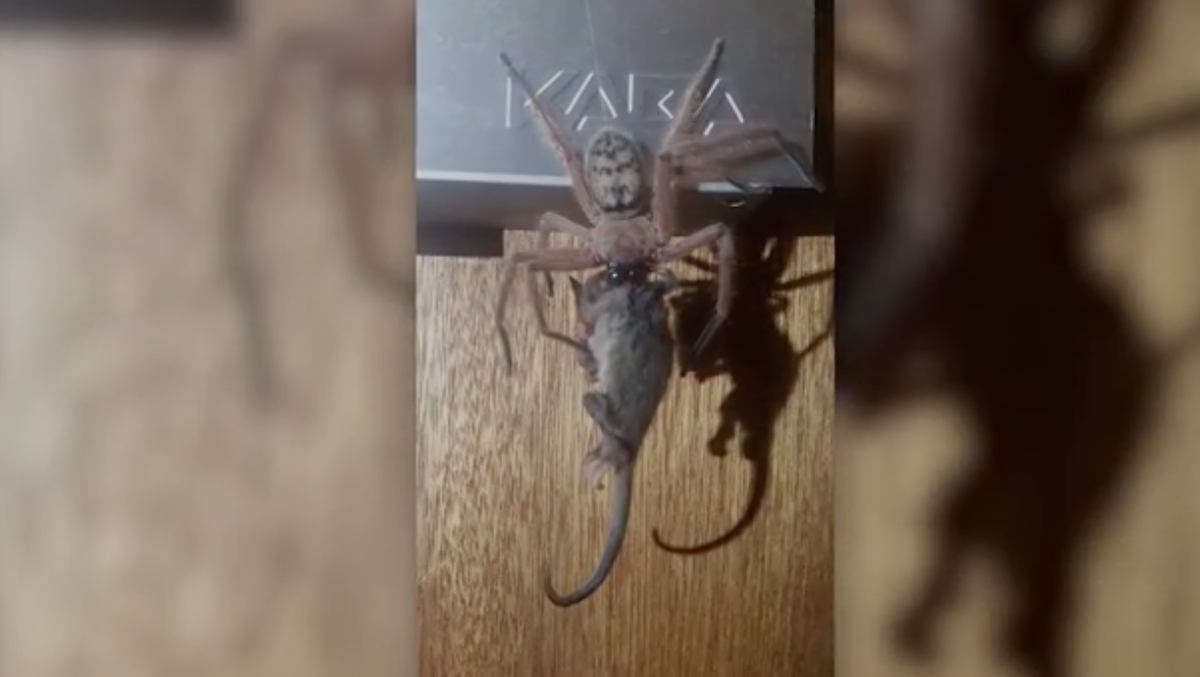 People watch in horror as massive spider eats possum