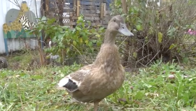 One-legged Maine duck on her way to getting prosthetic leg