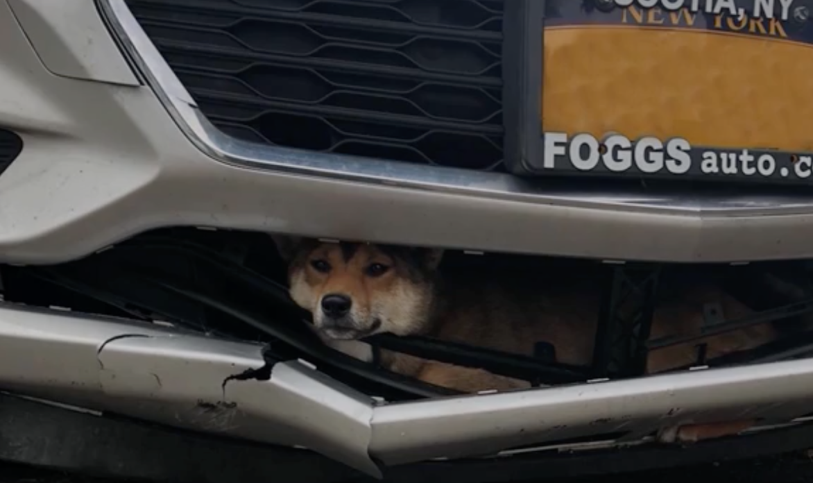 Dog Survives Being Hit By Car, Getting Stuck In Grill For 45-minute Ride