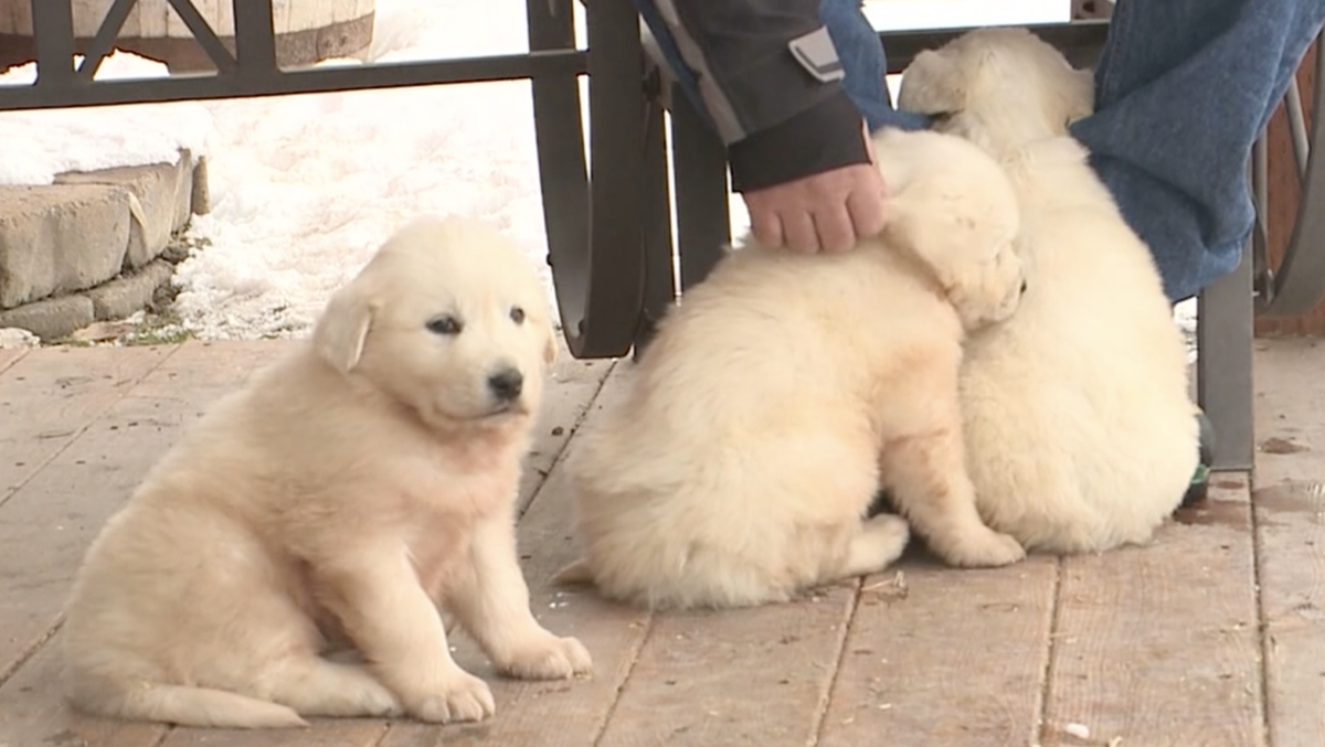 Snowmobilers rescue three Great Pyrenees puppies from mountain