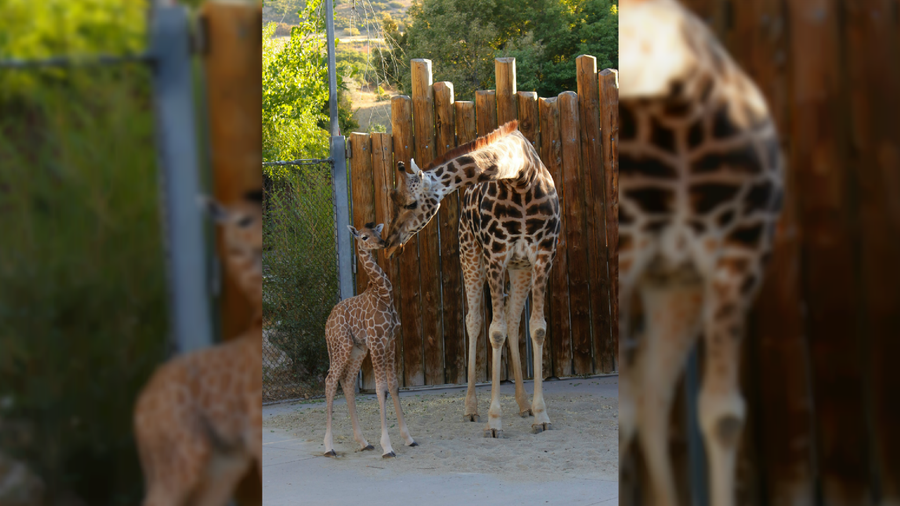 Utah zoo's pregnant giraffe dies suddenly