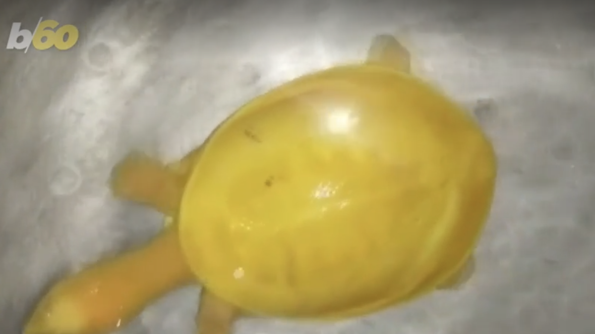 WOW! Farmer finds rare yellow turtle in India