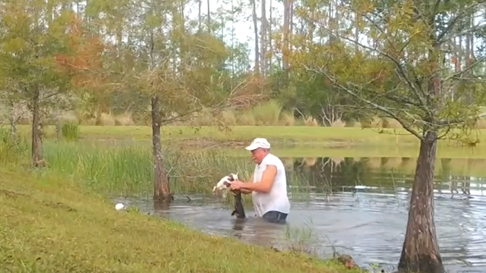 Caught on video Man saves his dog from alligator