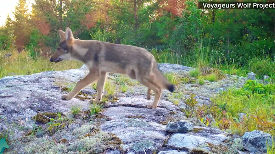 Wonder what a wolf does all day? This collar cam will show you - Vimarsana News