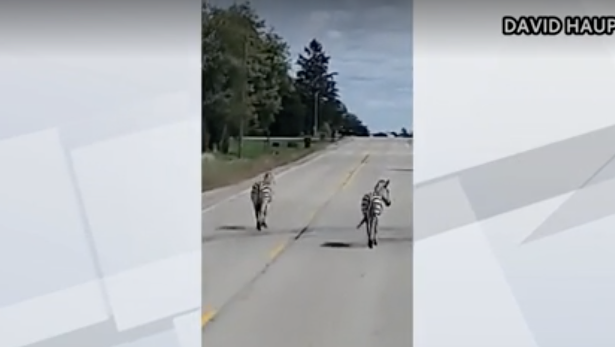 CAUGHT ON CAMERA Zebras spotted on Wisconsin road