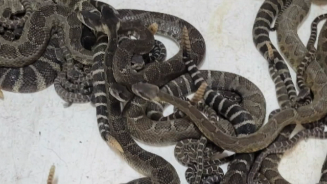 WHOA! Nearly 100 rattlesnakes found in den underneath California home - Vimarsana News