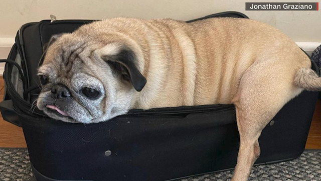 The internet loves this 13-year-old pug, Noodle, and trust him with setting the tone for the day - Vimarsana News