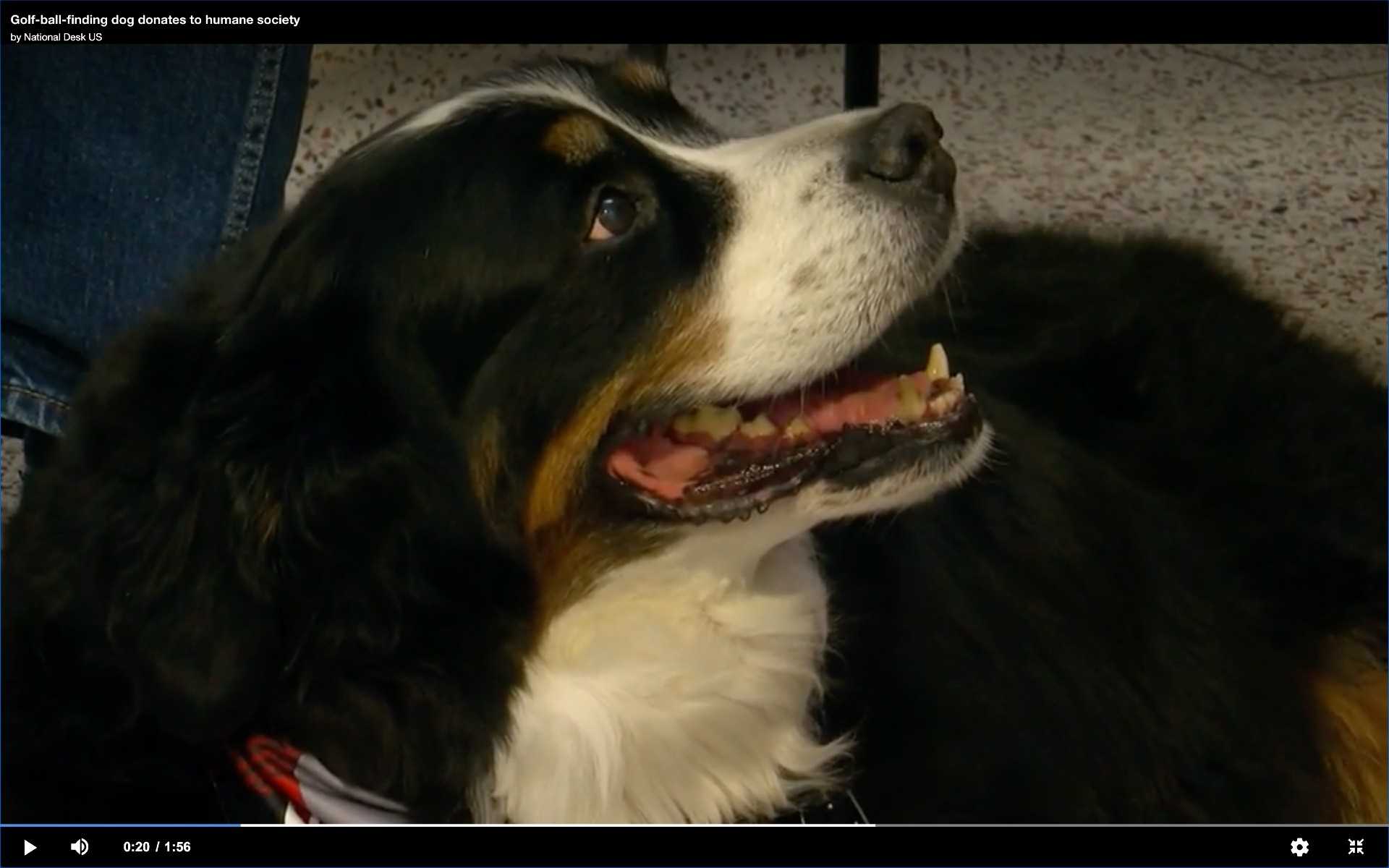 Golf ball-finding dog donates to humane society