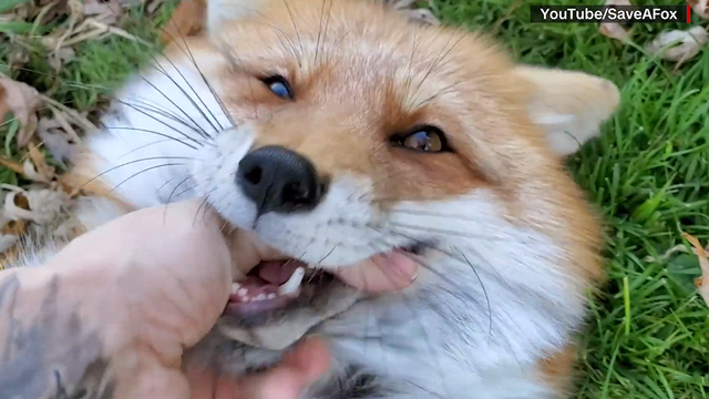 WATCH: Nonprofit organization uses giggling foxes to promote the cause of saving them - Vimarsana News