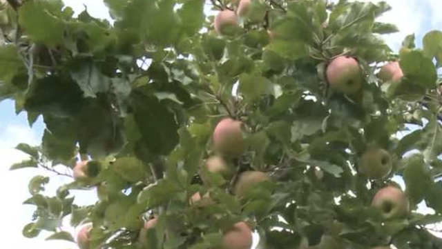 Climate change affecting fruit farmers - Vimarsana News