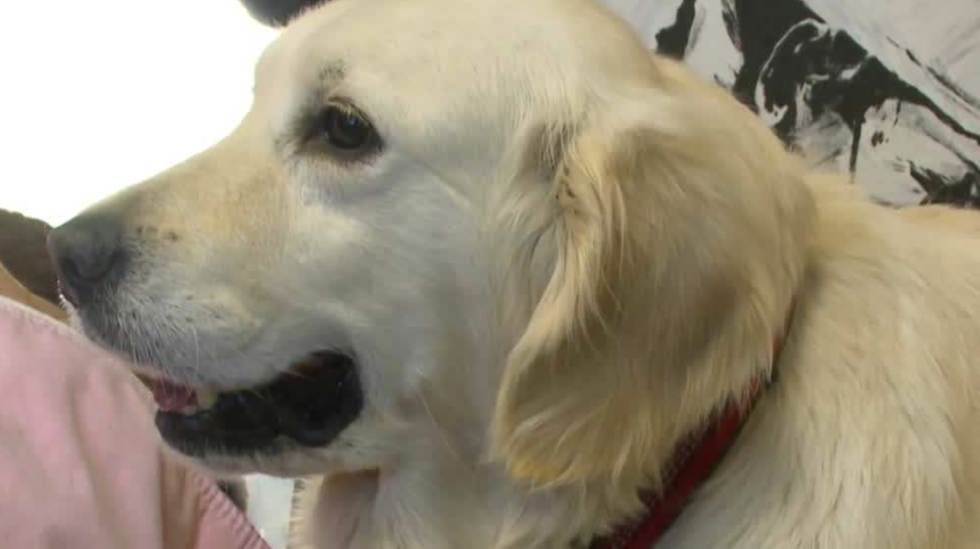 ISU veterinary professor helps save puppy rescued from Iowa puppy mill - Vimarsana News
